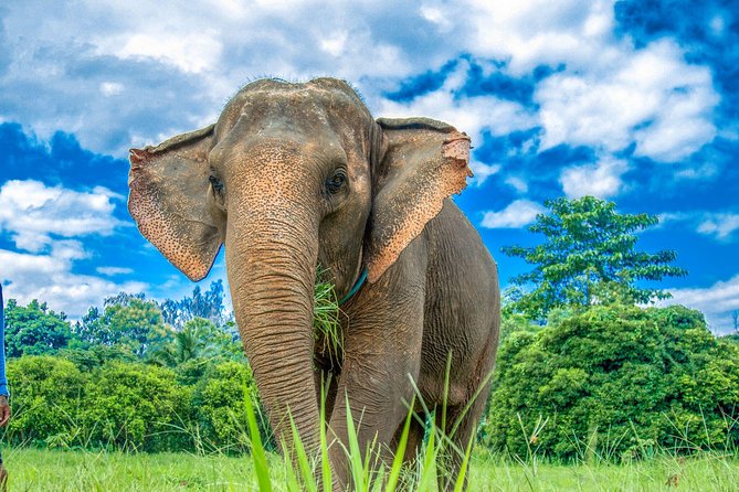 Kanta Elephant Sanctuary Day Visit